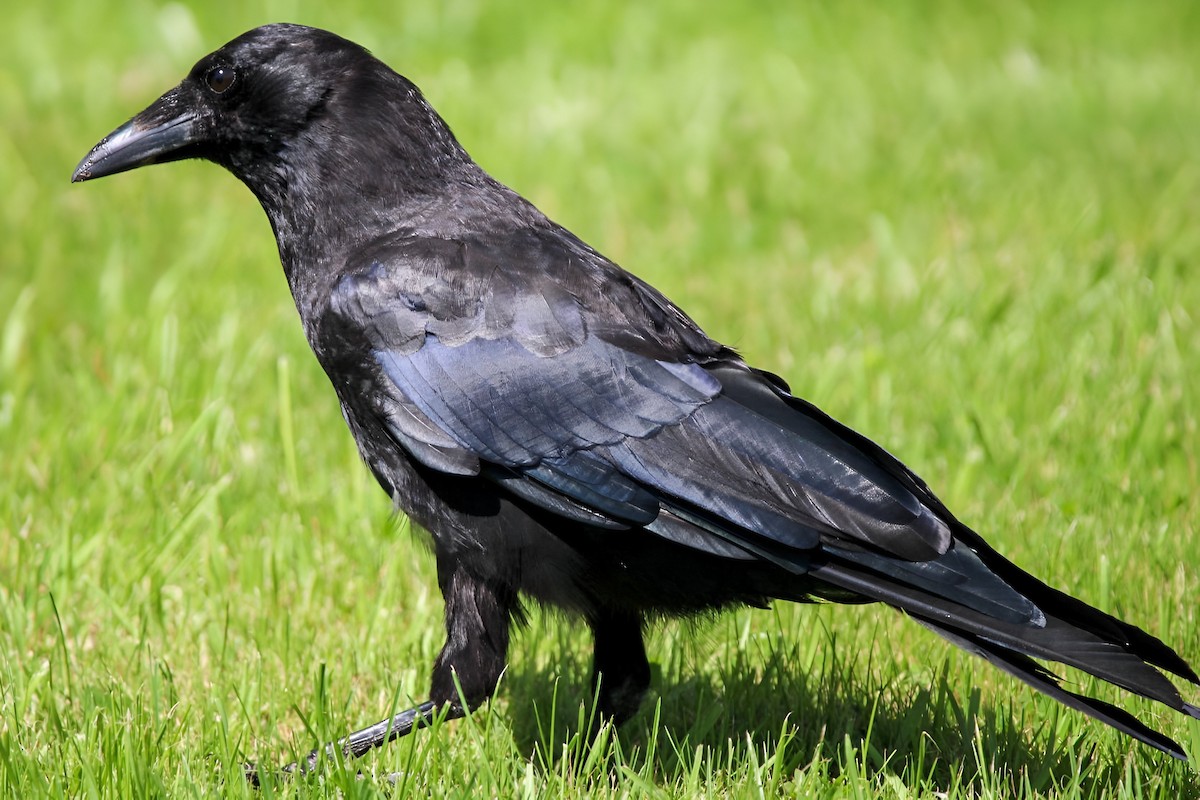 American Crow - ML608409768