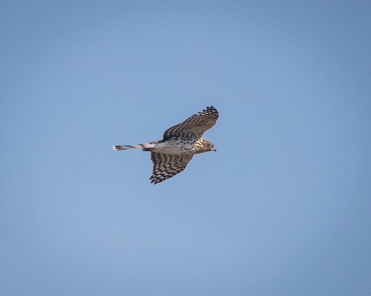 Cooper's Hawk - ML608409776