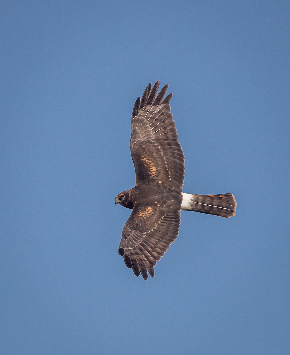 Northern Harrier - ML608409786