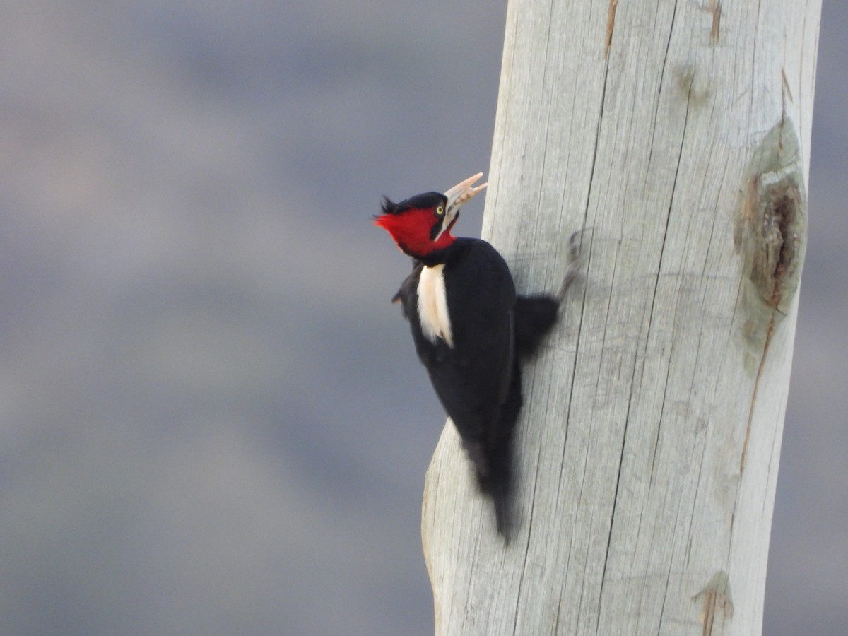 Cream-backed Woodpecker - ML608409797