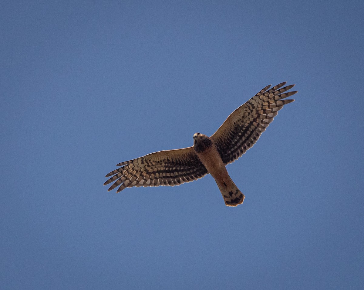 Northern Harrier - ML608409811