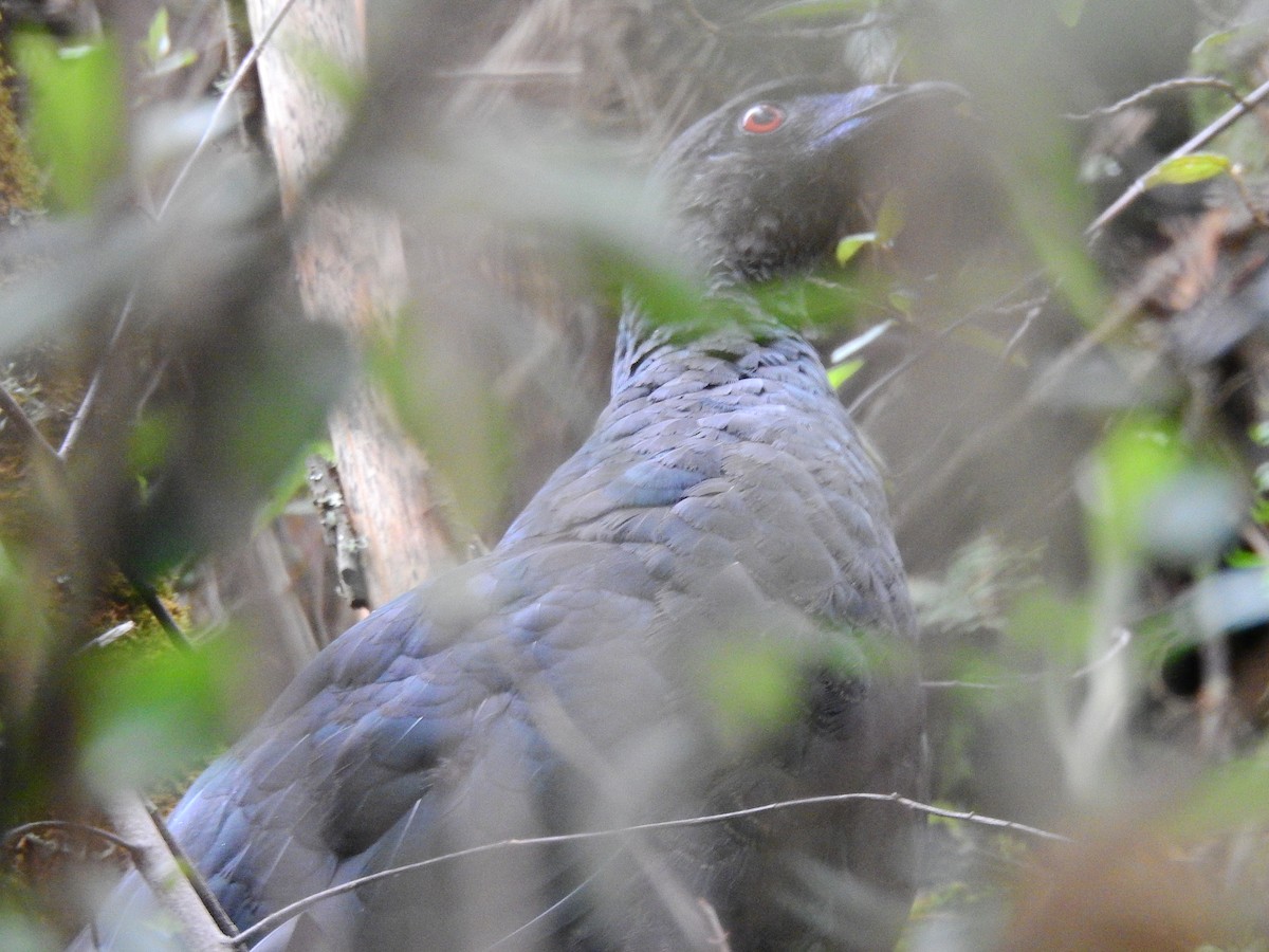 Black Guan - Sisgo Rachith Acuña Chinchilla