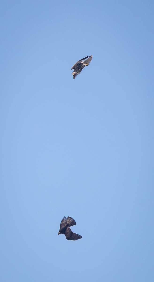 Broad-winged Hawk - bj worth