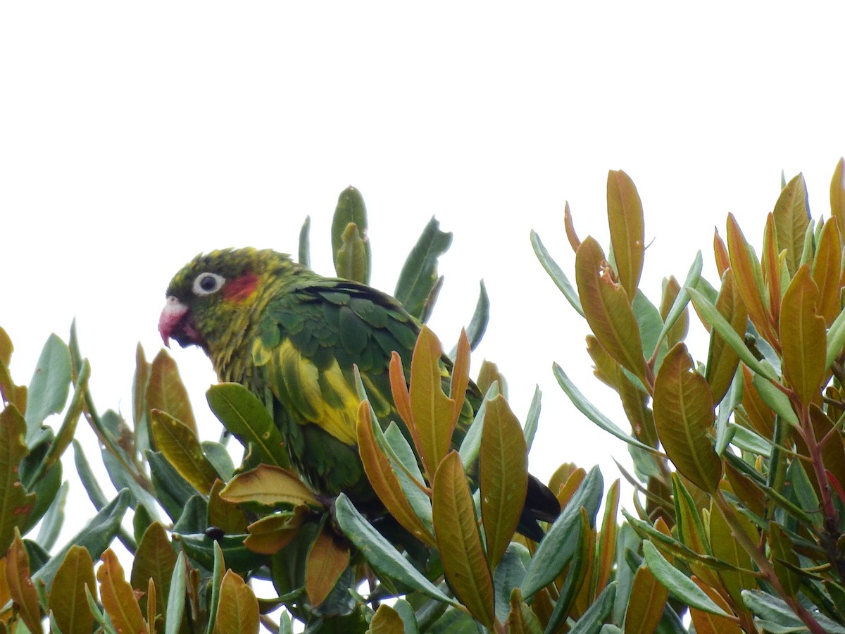 Sulphur-winged Parakeet - ML608409826