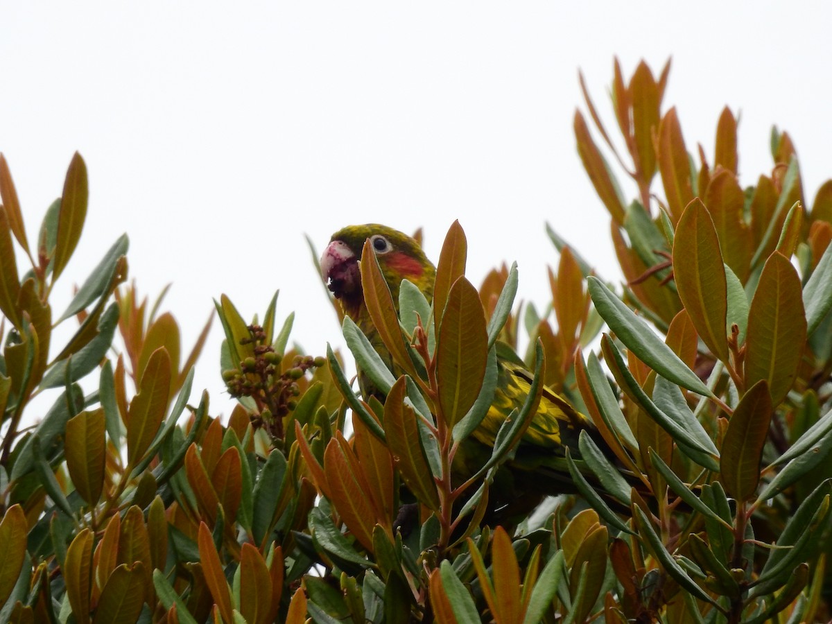 Sulphur-winged Parakeet - ML608409827