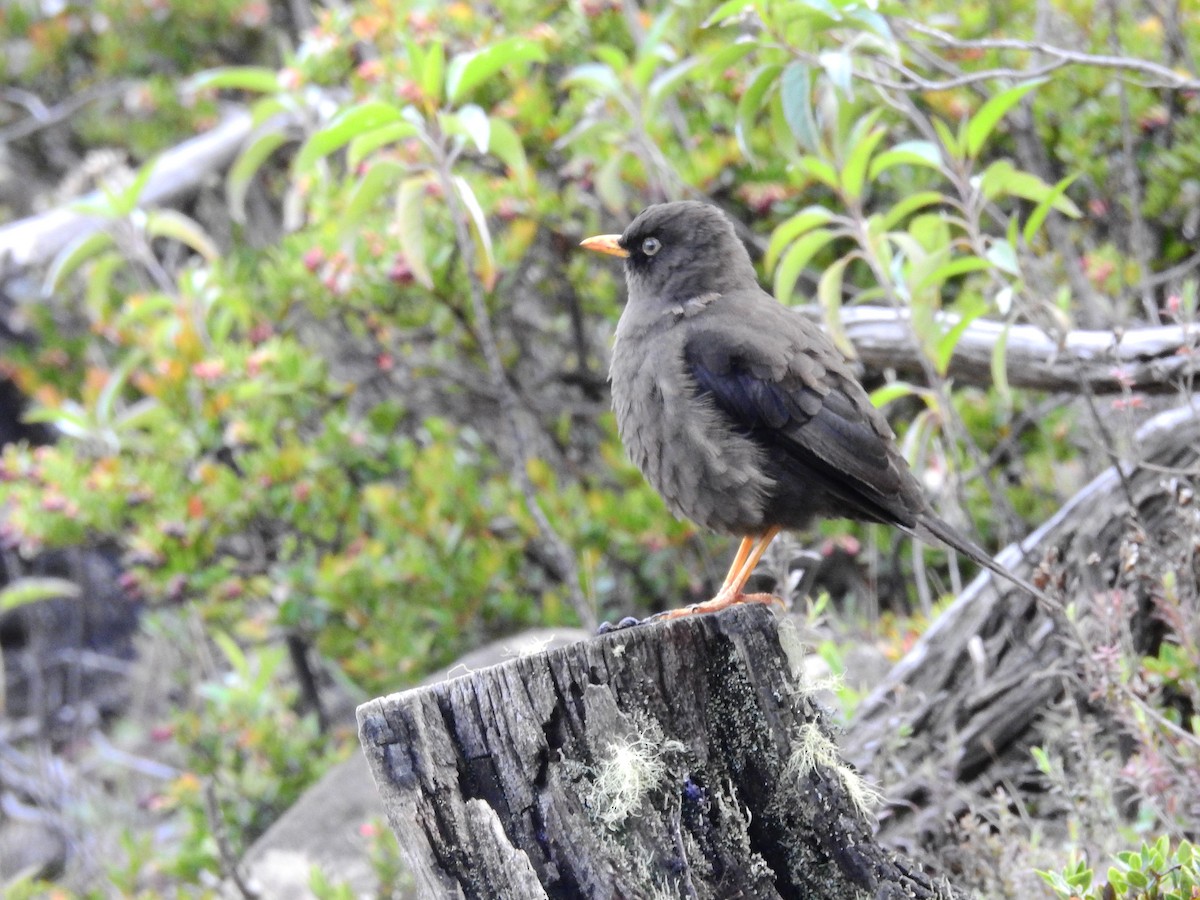 Sooty Thrush - ML608409854