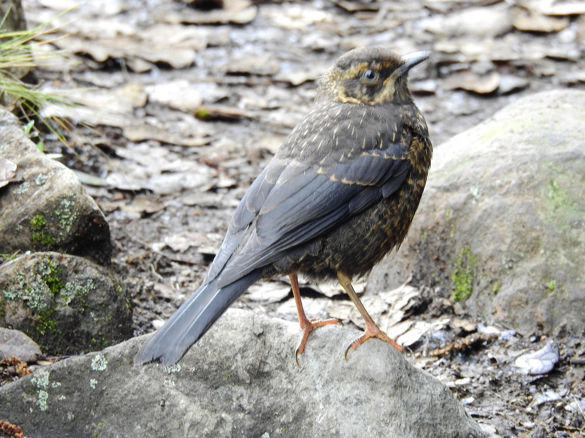 Sooty Thrush - ML608409856