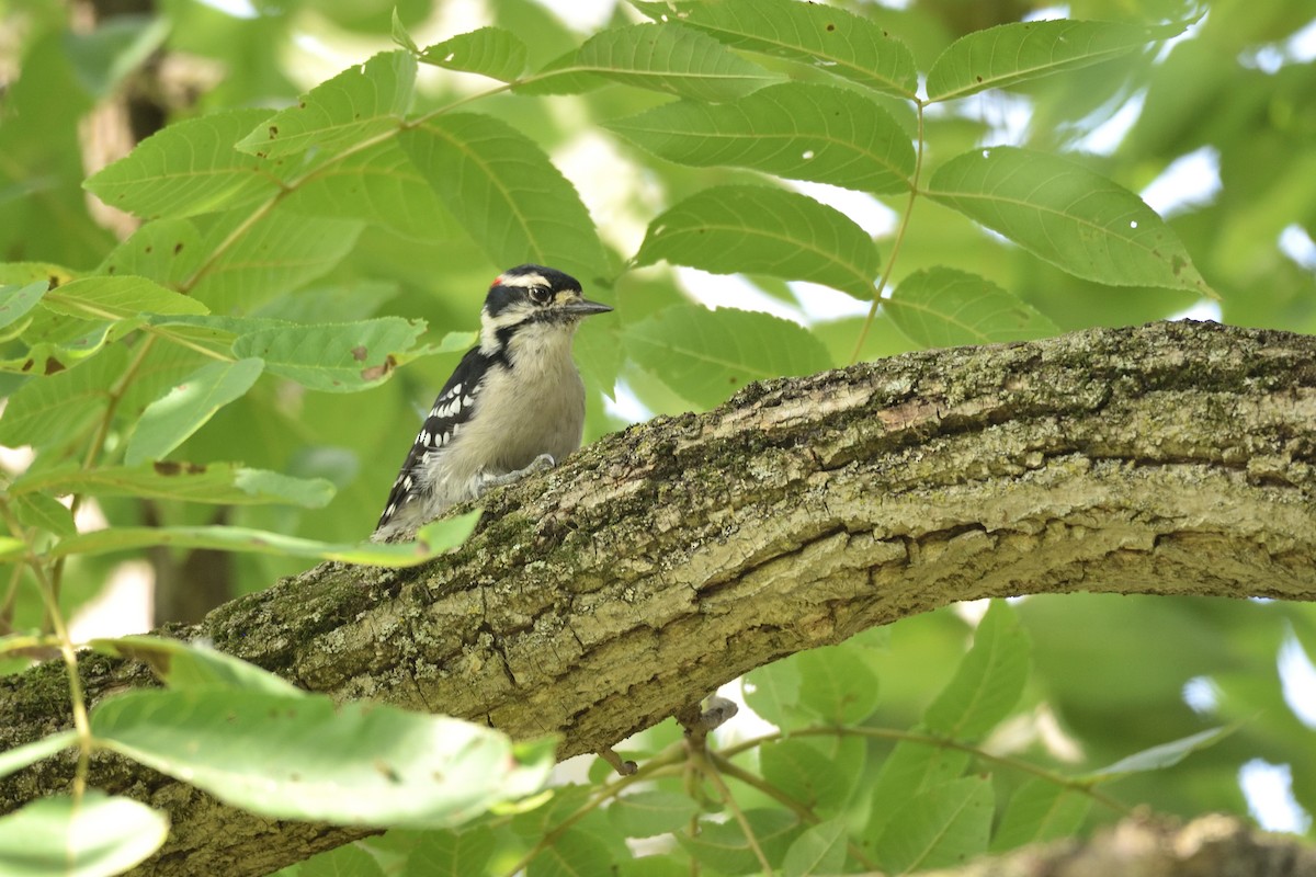 Downy Woodpecker - ML608409857