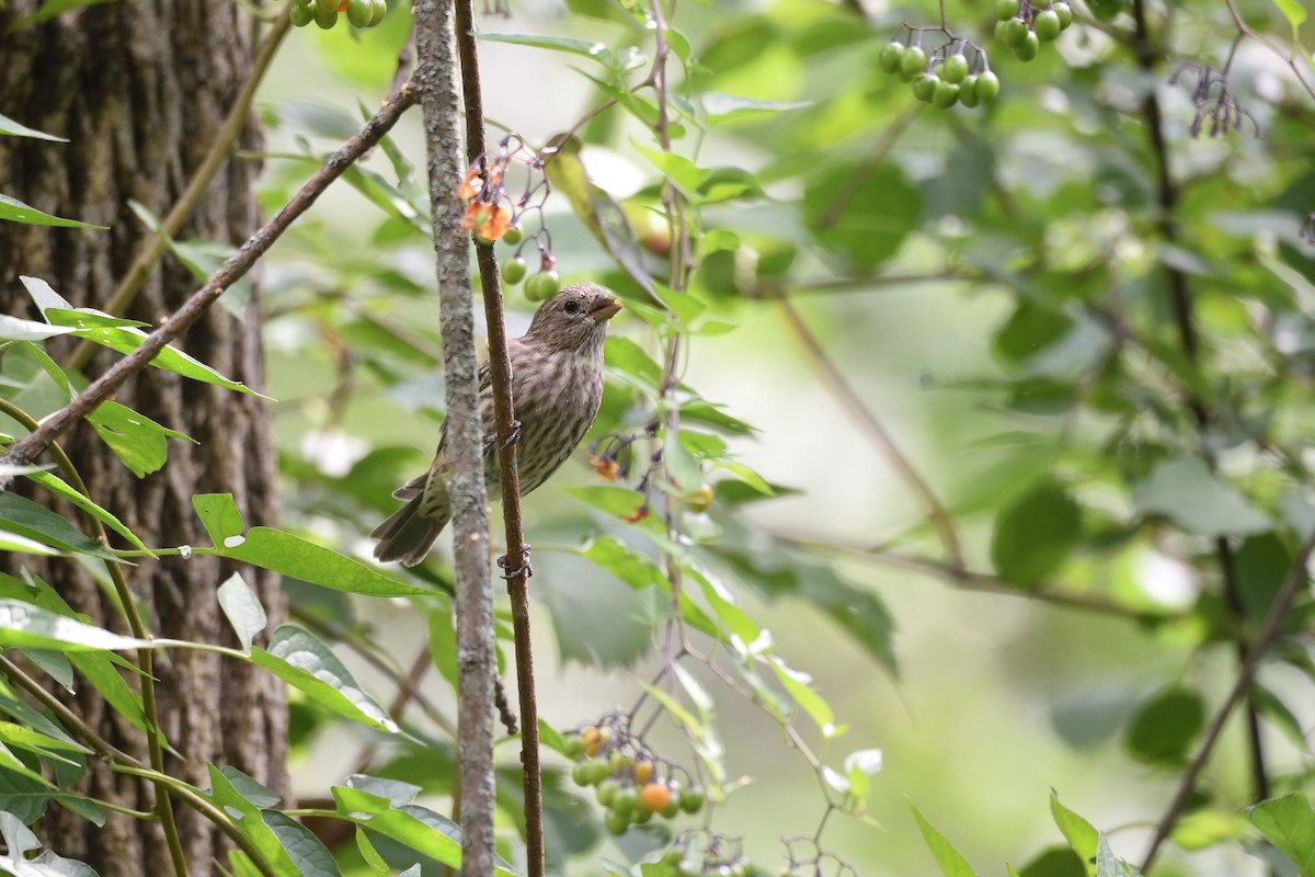 House Finch - ML608409893