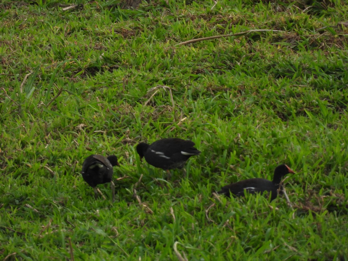 Common Gallinule - ML608409918