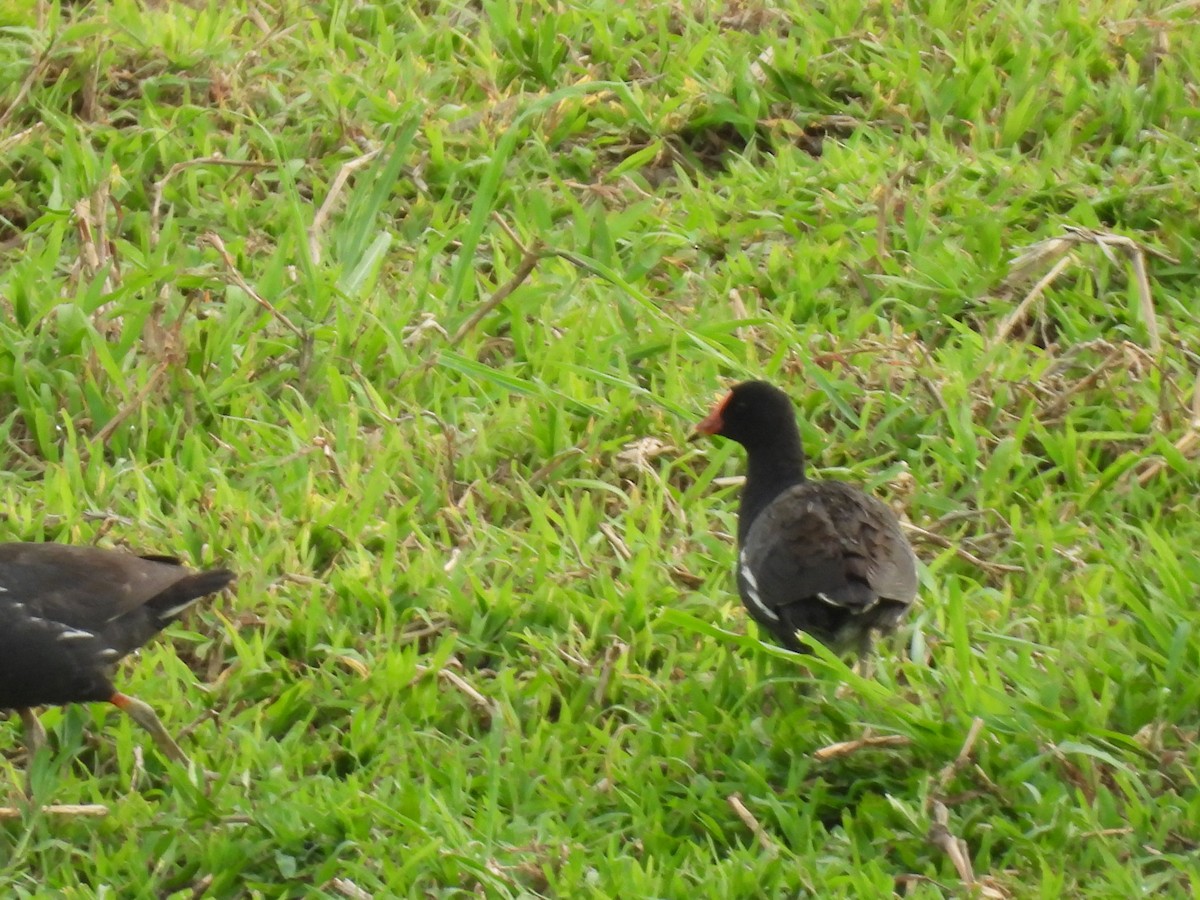 Common Gallinule - ML608409919