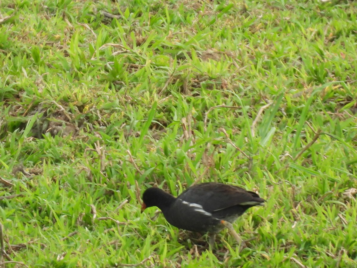 Common Gallinule - ML608409921