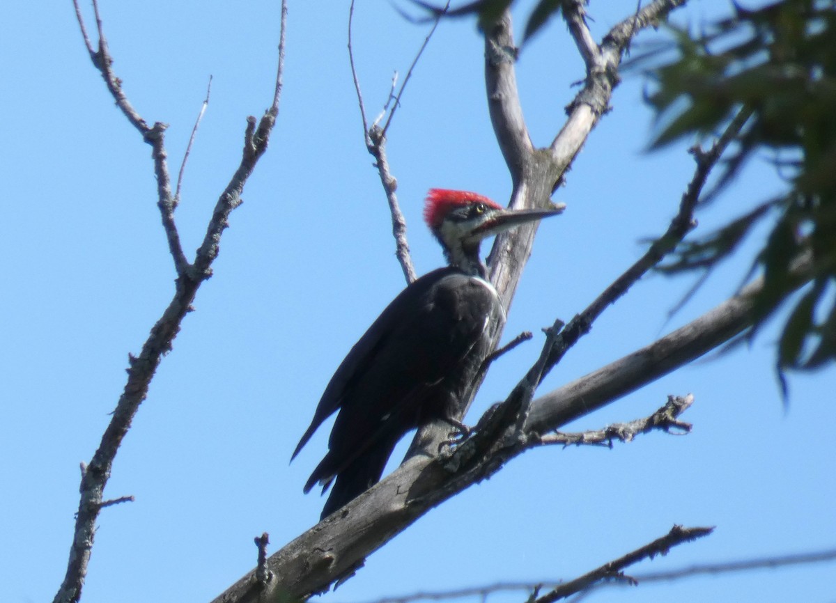 Pileated Woodpecker - ML608409993