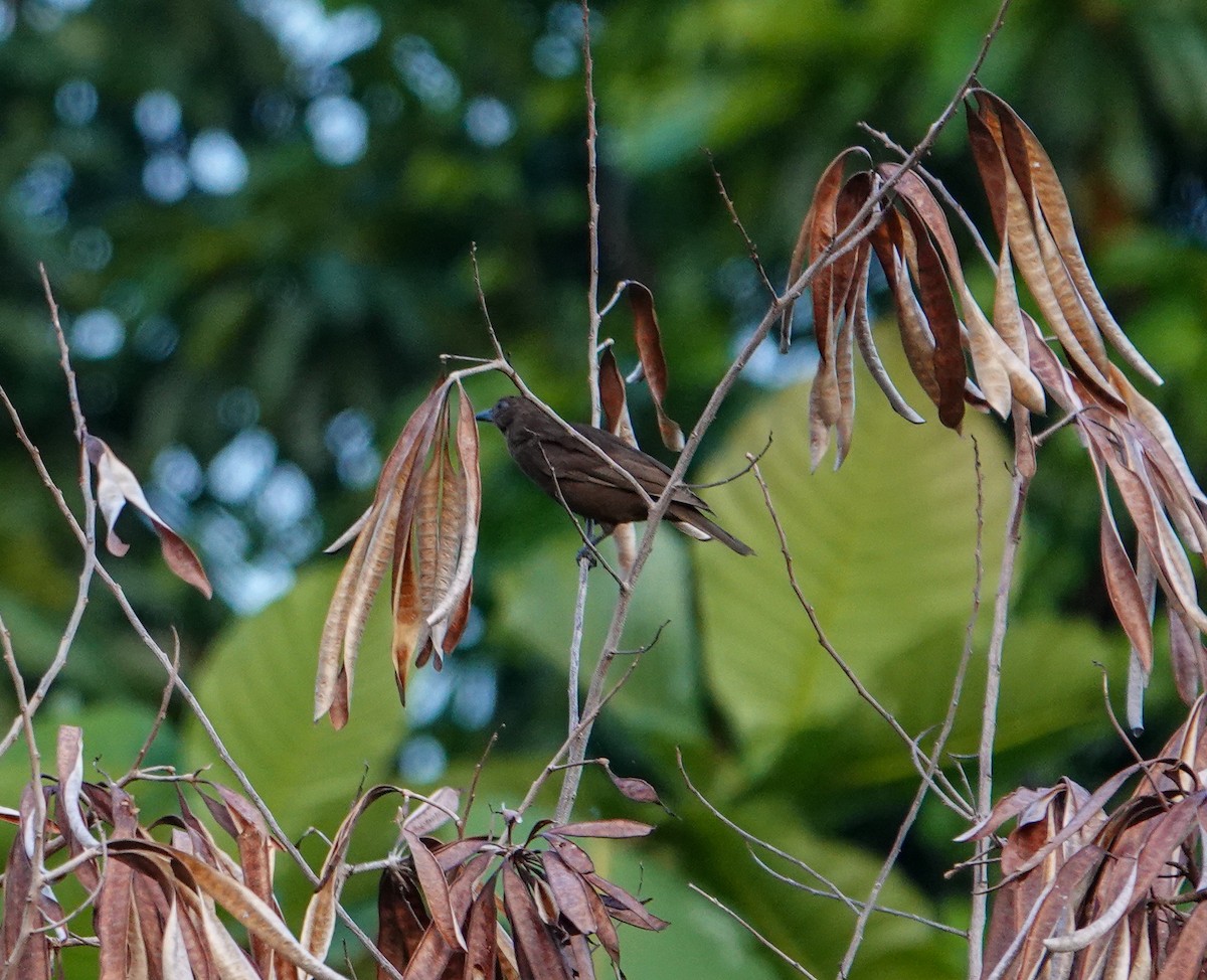 Halmahera Oriole - ML608410094