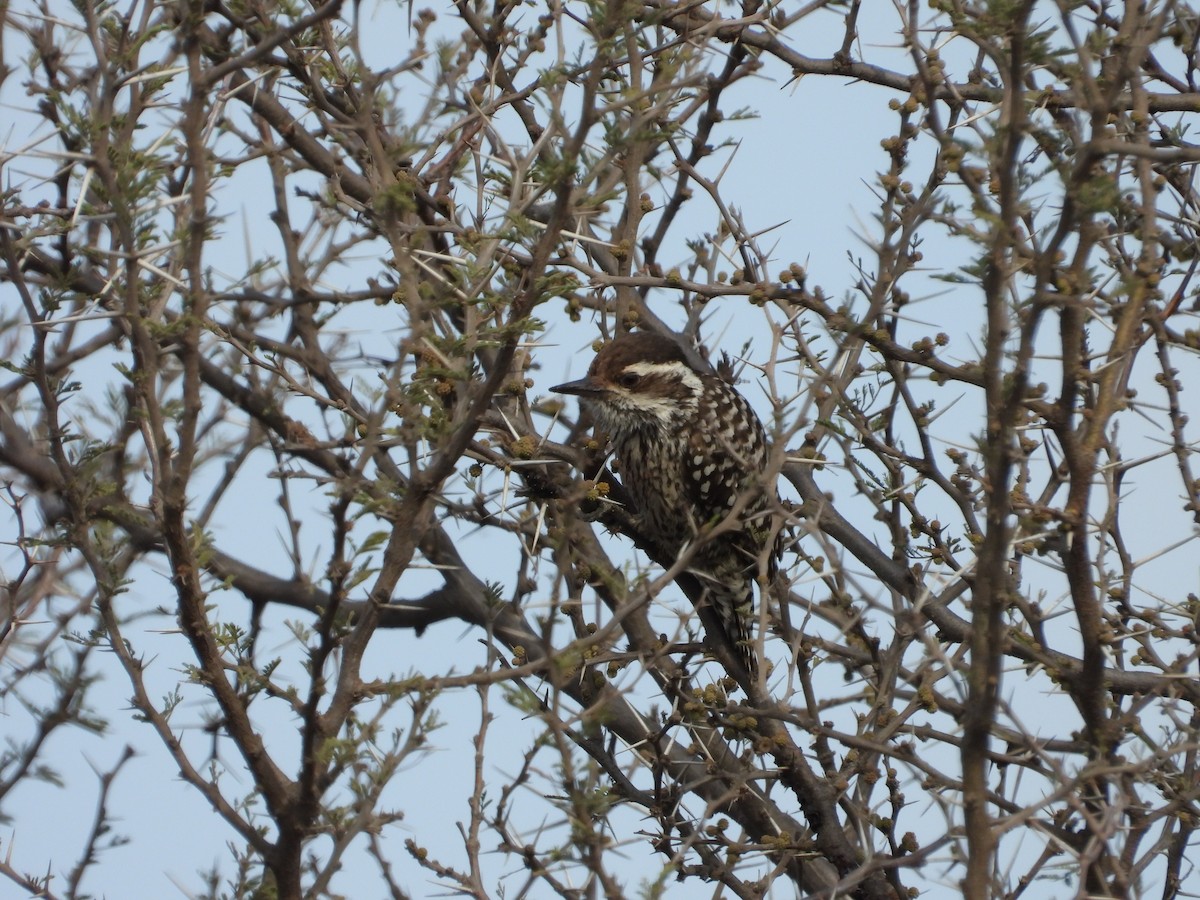 Checkered Woodpecker - ML608410121