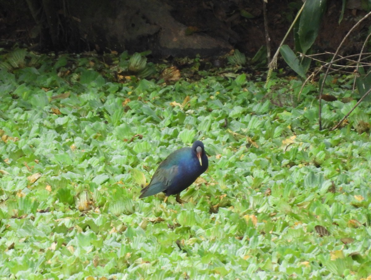 Purple Gallinule - Rodrigo Quadros