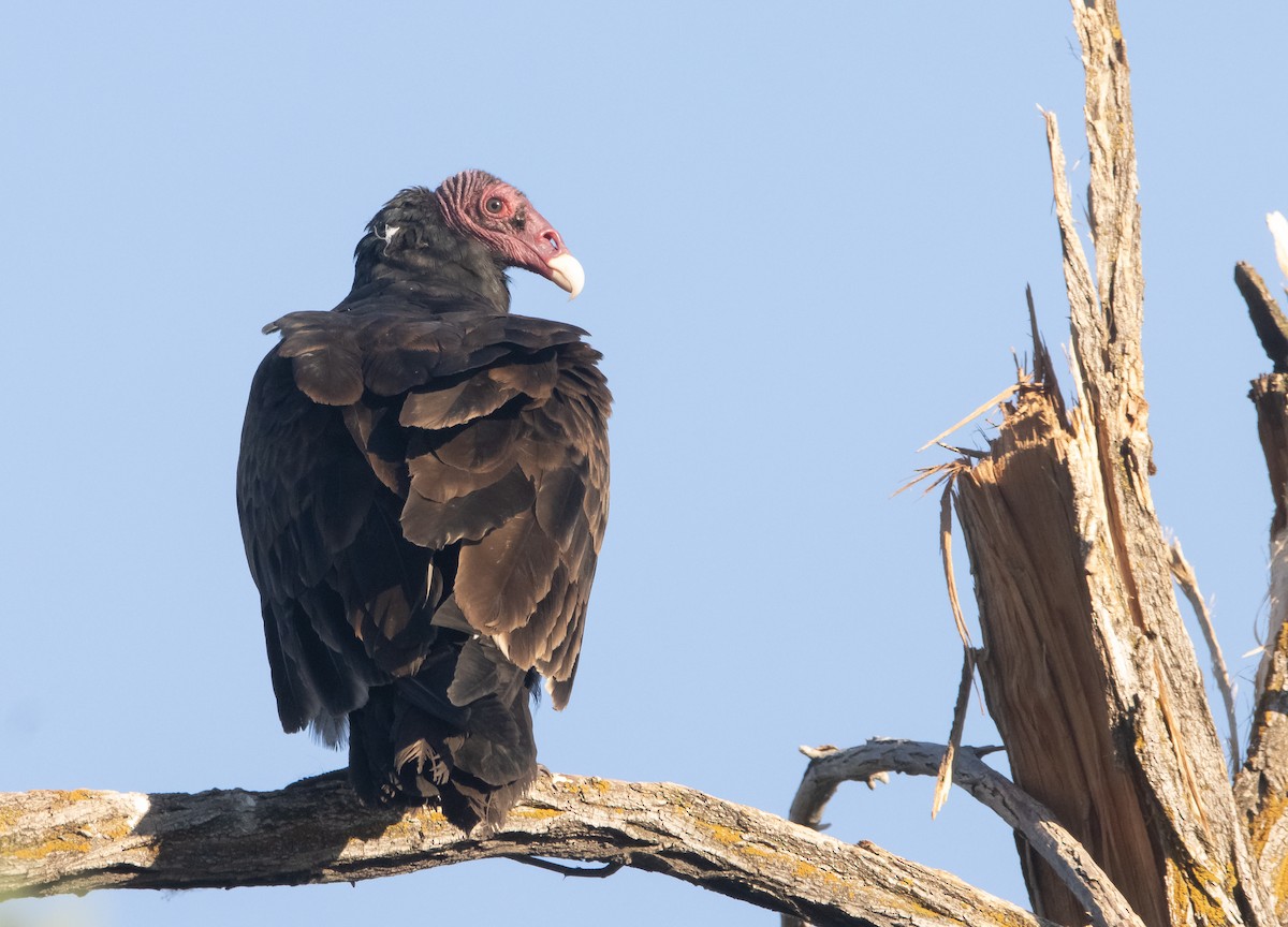 Turkey Vulture - ML608410158