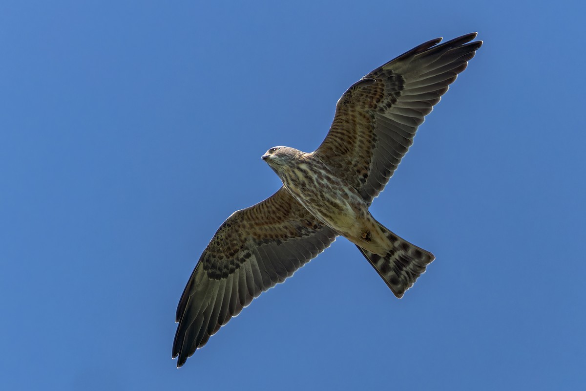 Mississippi Kite - Steve Wilson