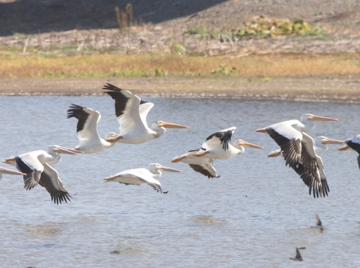 American White Pelican - ML608410166