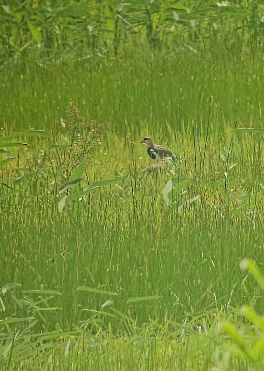 Southern Lapwing - ML608410194