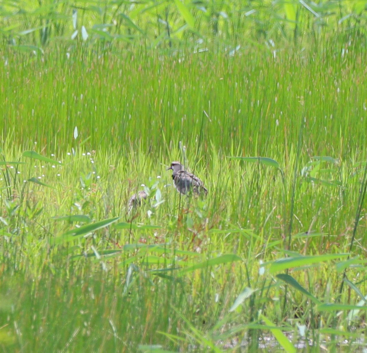 Southern Lapwing - ML608410195