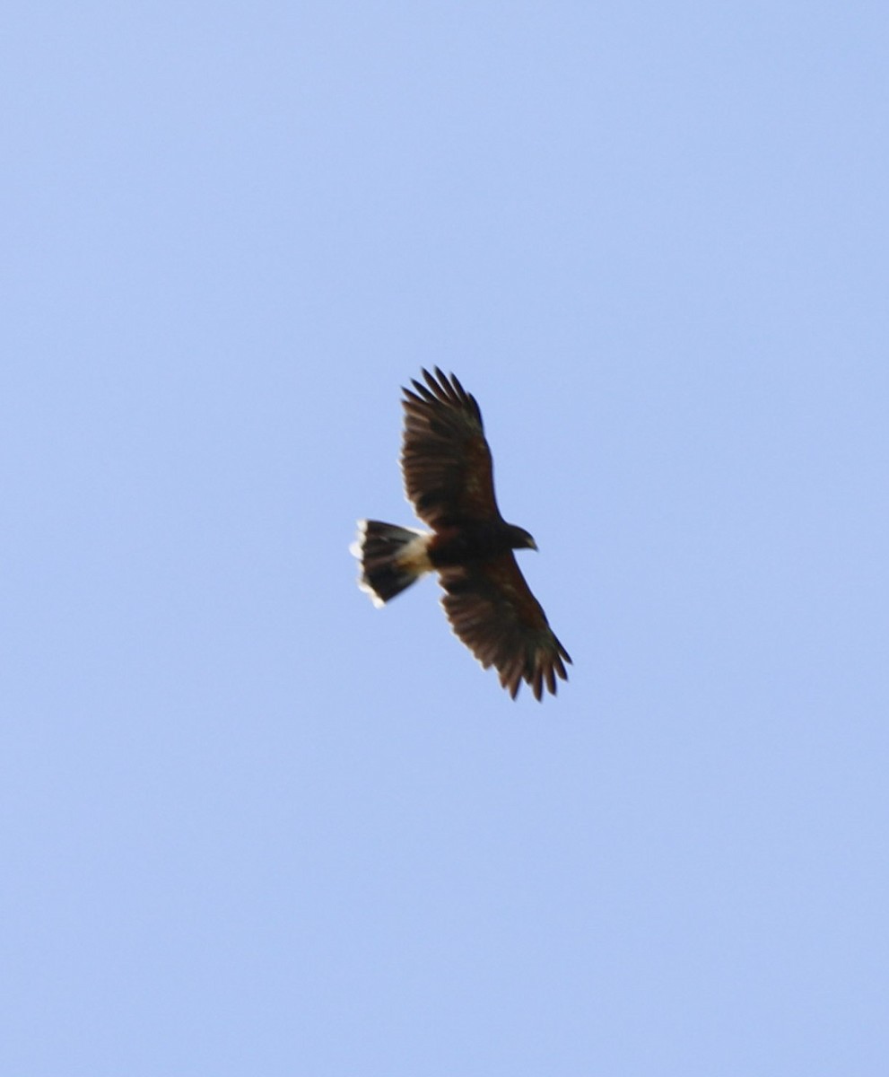 Harris's Hawk - ML608410222