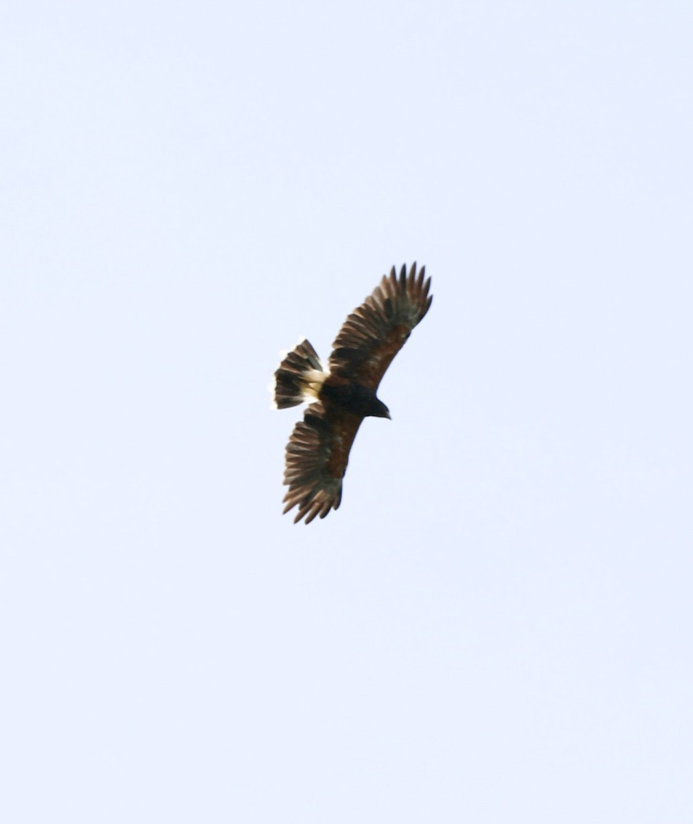 Harris's Hawk - ML608410223