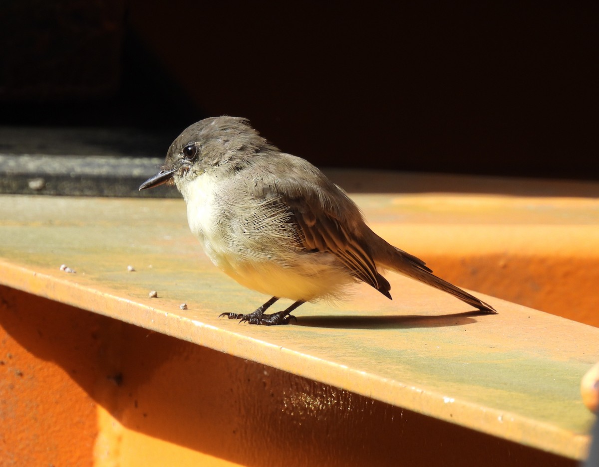 Eastern Phoebe - ML608410323