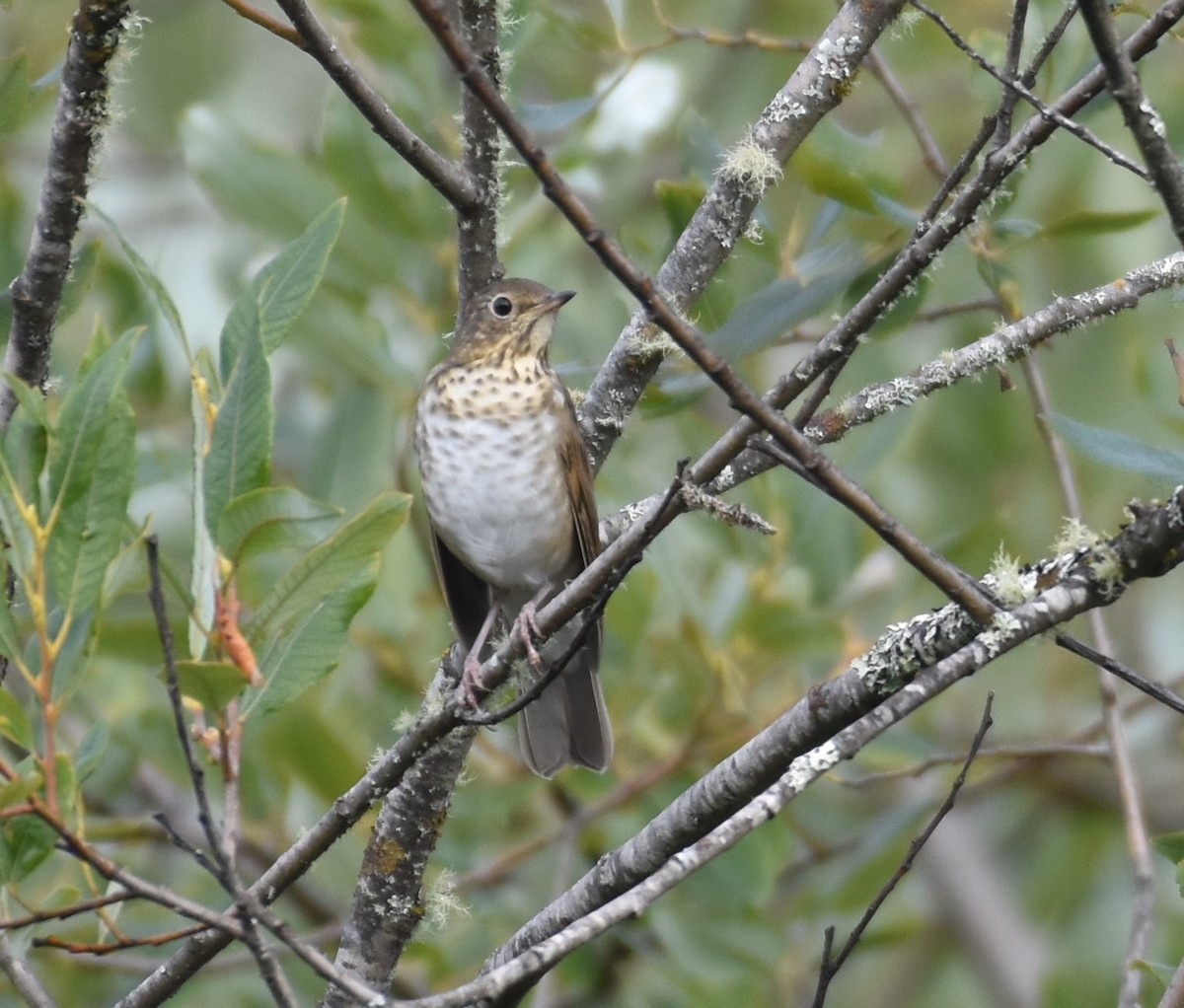 Swainson's Thrush - ML608410348