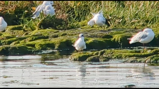 Forster's Tern - ML608410353