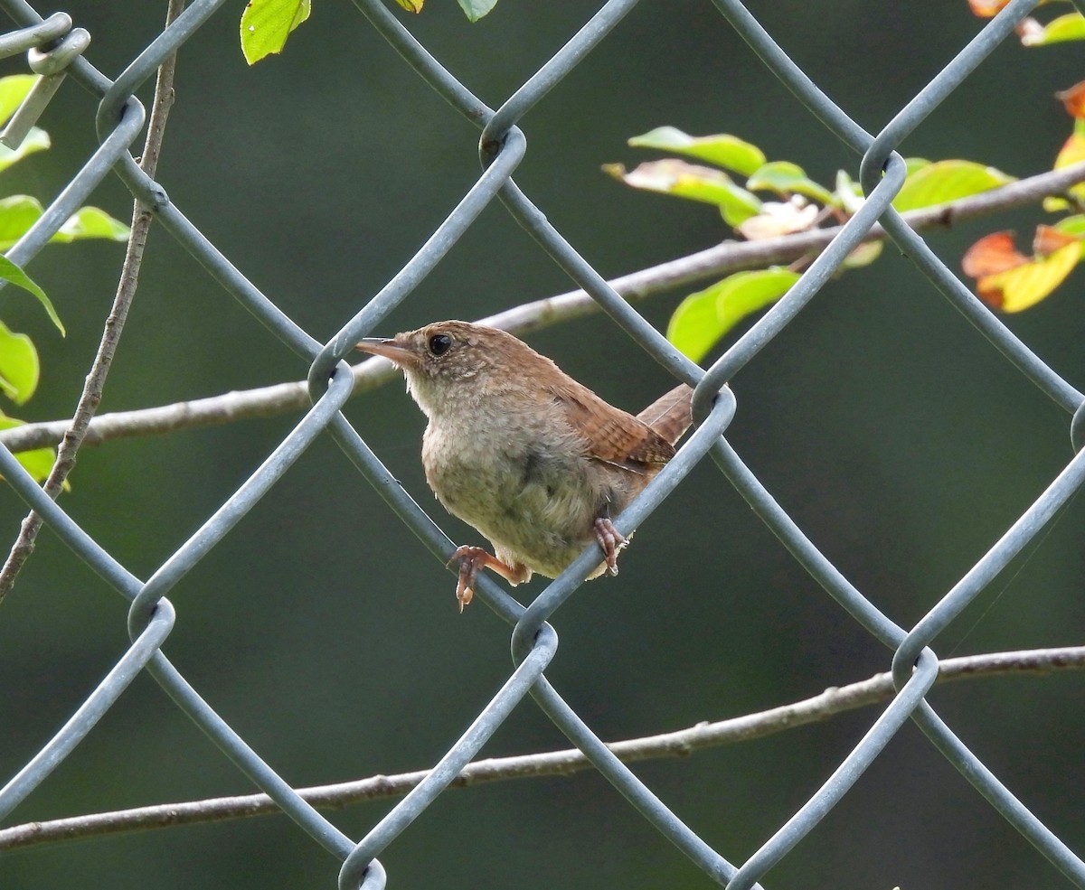 House Wren - ML608410403