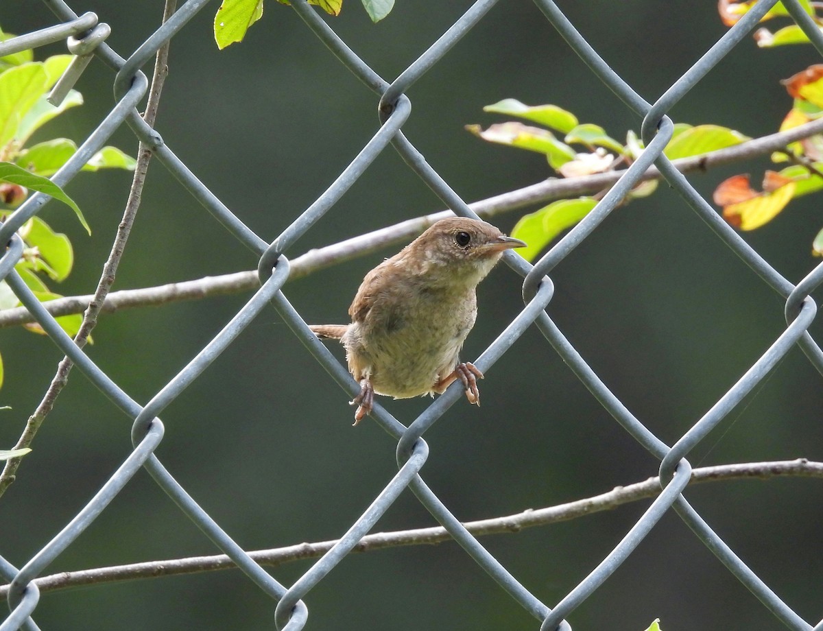 House Wren - ML608410412