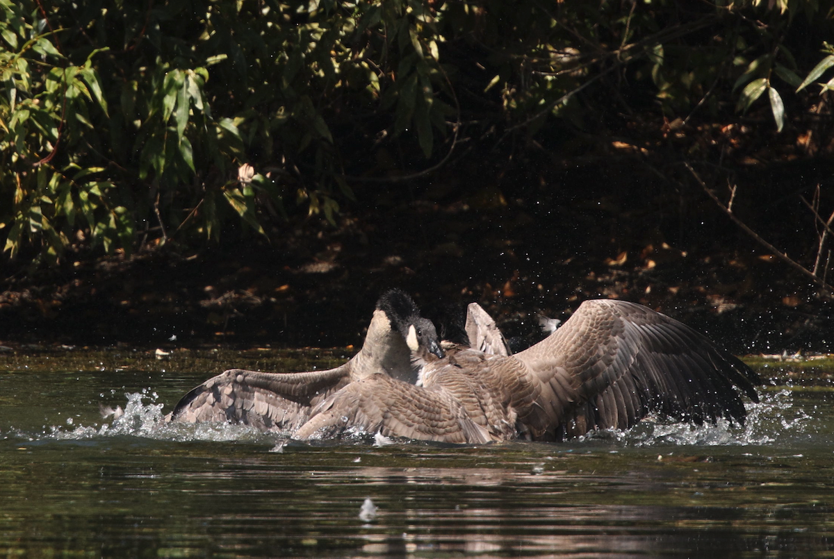 Canada Goose - Jeff Olson