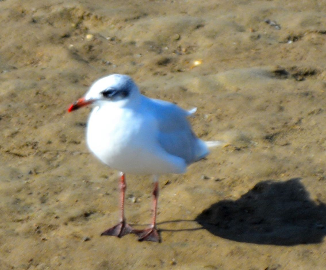 Gaviota Cabecinegra - ML608410583