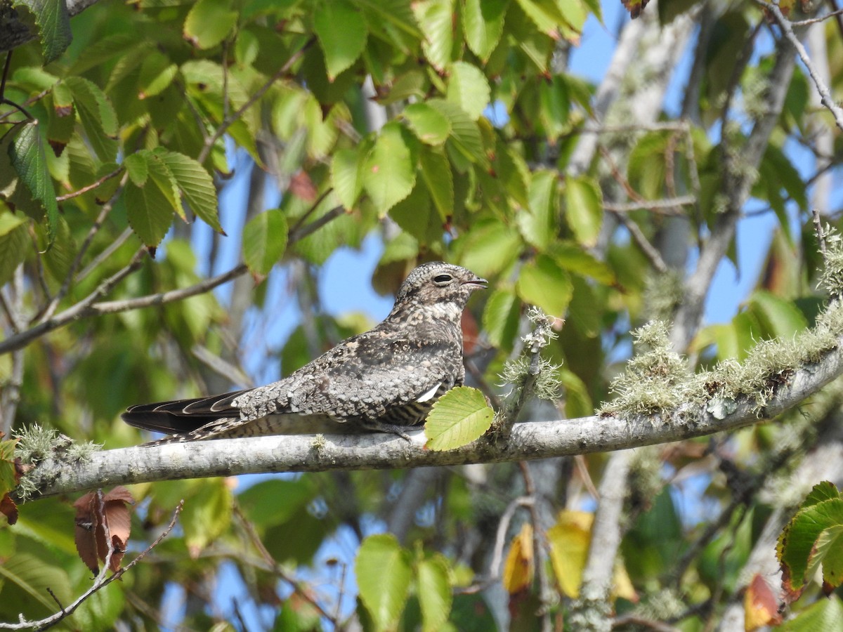 Common Nighthawk - ML608410613