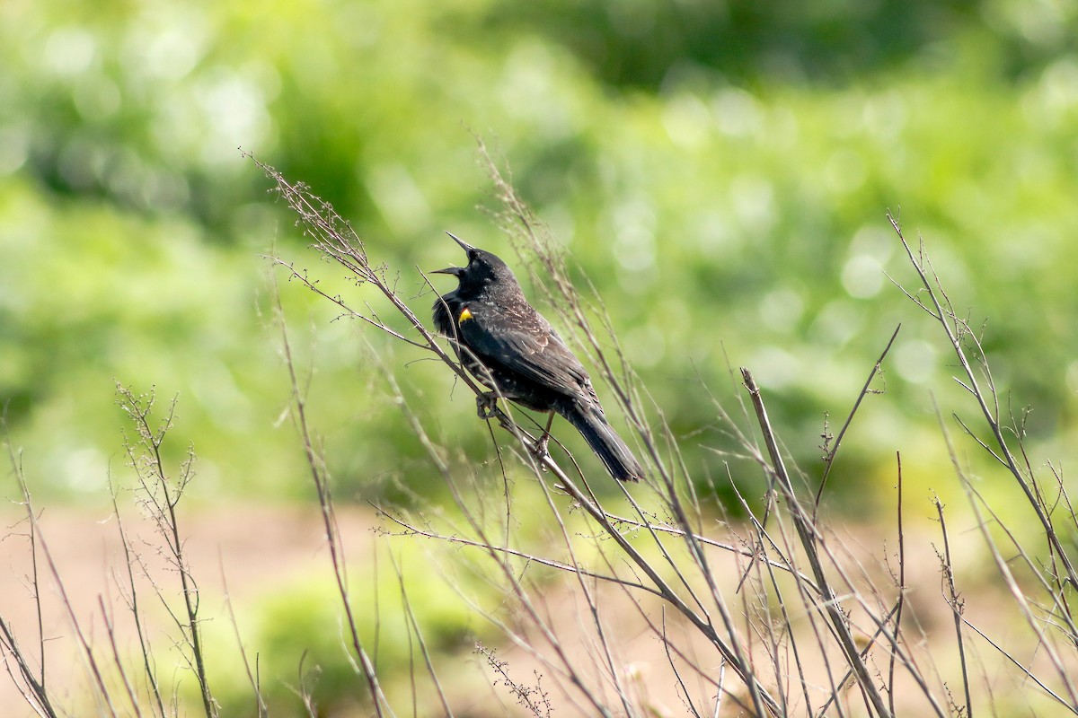 Yellow-winged Blackbird - ML608410752