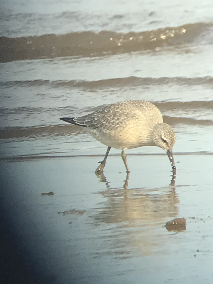 Red Knot - ML608410767