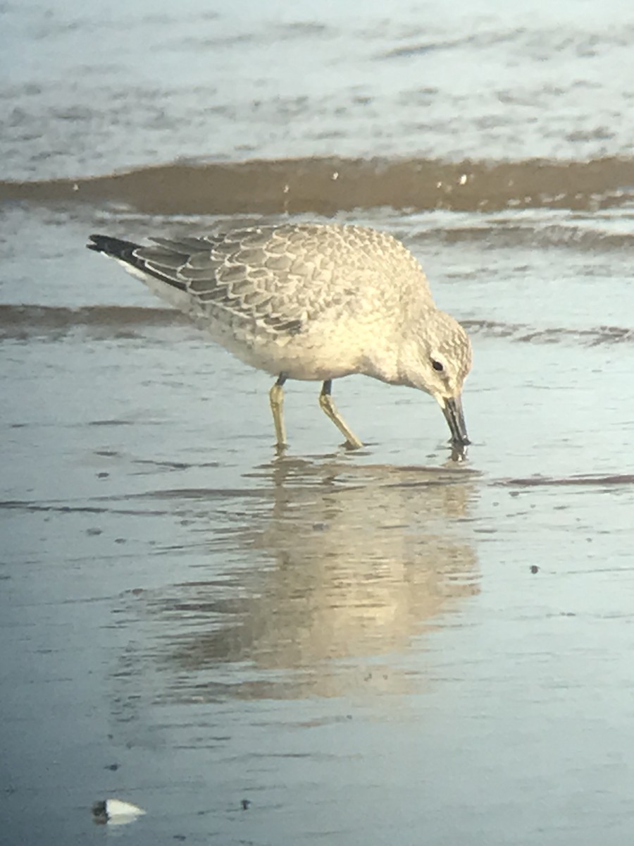 Red Knot - ML608410813