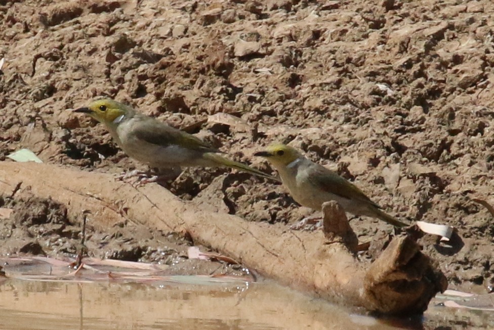 White-plumed Honeyeater - ML608410828