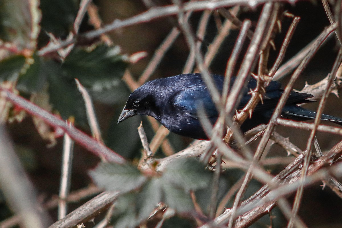 Shiny Cowbird - ML608410837