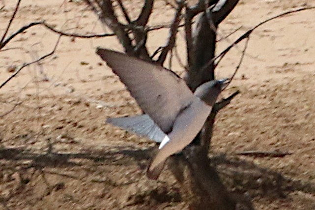 White-breasted Woodswallow - ML608410840