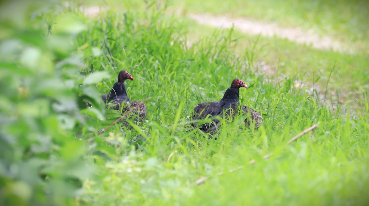 Turkey Vulture - ML608410876