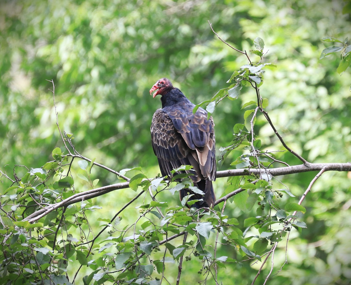 Turkey Vulture - ML608410878