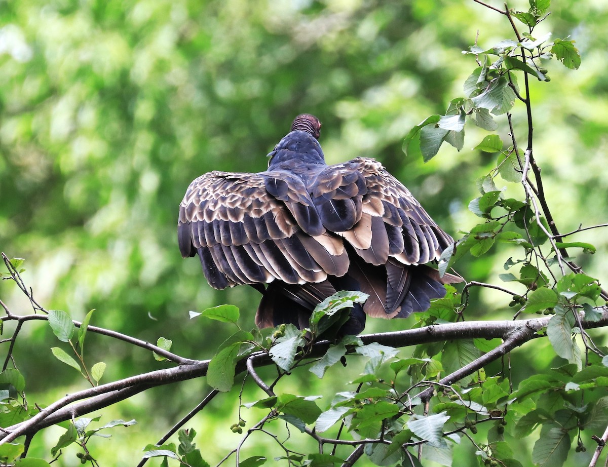 Turkey Vulture - ML608410880