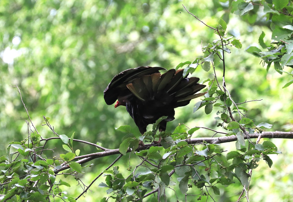 Turkey Vulture - ML608410881