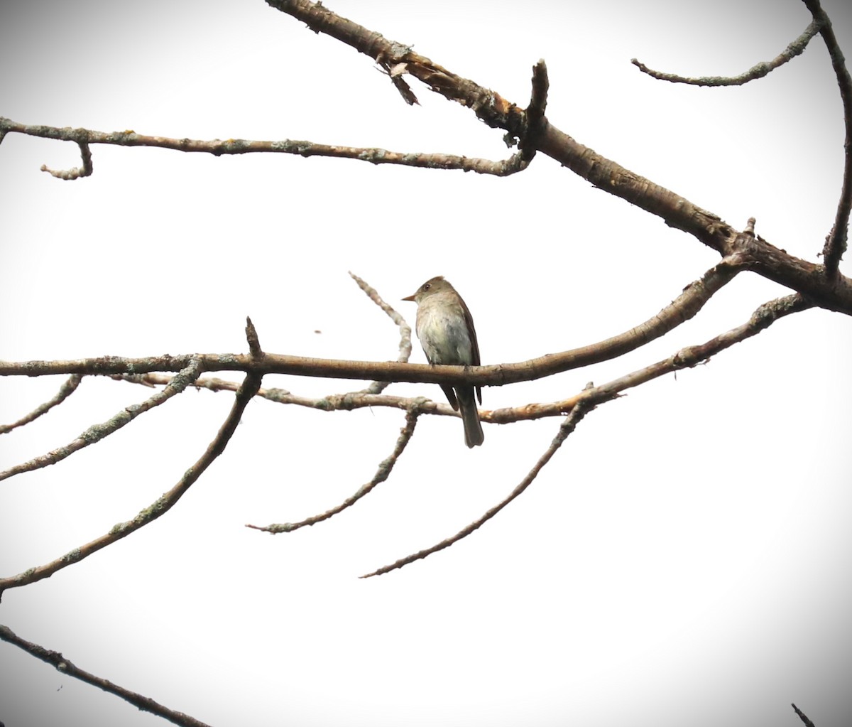 Eastern Wood-Pewee - Lynda Noel