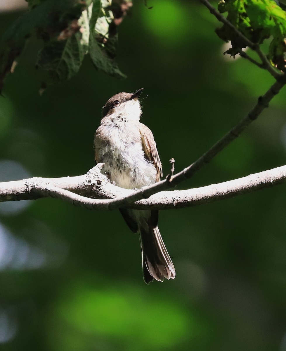 Eastern Phoebe - ML608410893