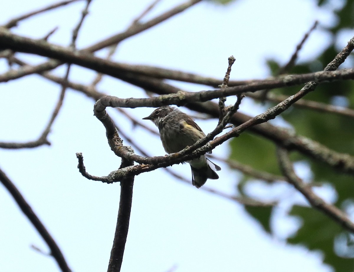 Yellow-rumped Warbler - ML608410919