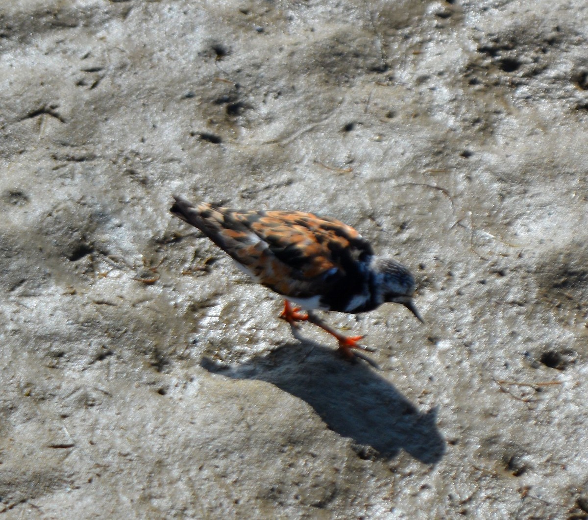 Ruddy Turnstone - ML608410931