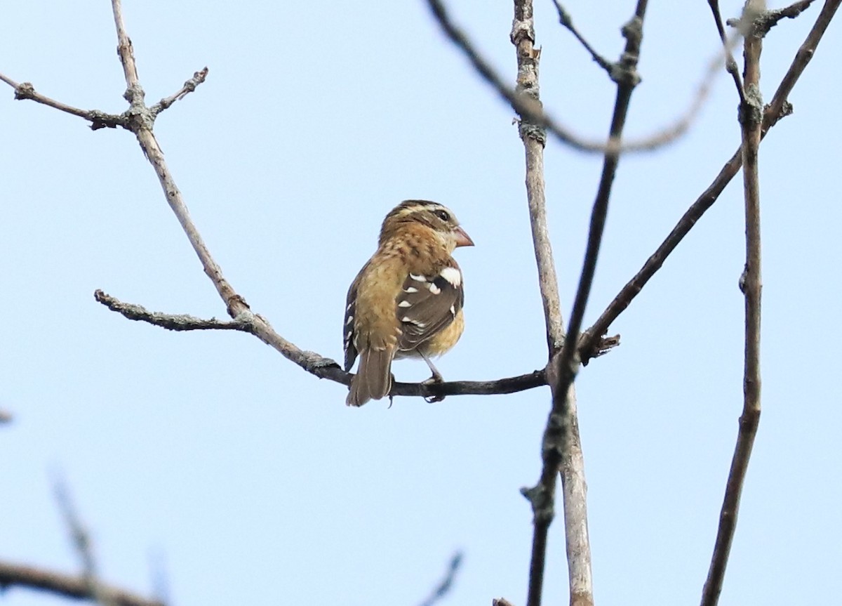 Rose-breasted Grosbeak - ML608410944